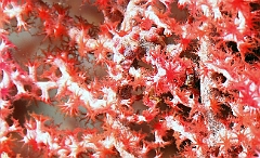 Raja Ampat 2016 - Hippocampus bargibanti - Pygmy seahorse - Hippocampe Pygmee - IMG_5236_rc